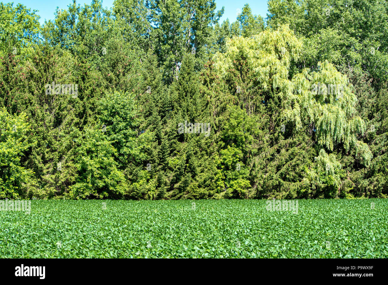 Beautiful trees near a field of corn Stock Photo - Alamy