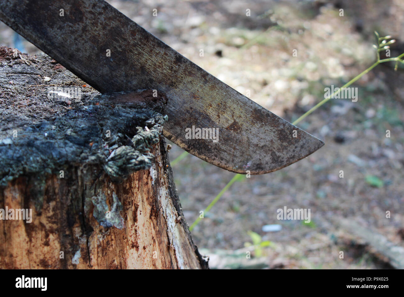 old rusty big machete knife sticks out in a stump in the nature during