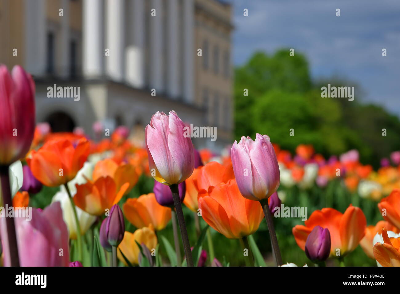 Flower park oslo royal palace hires stock photography and images Alamy