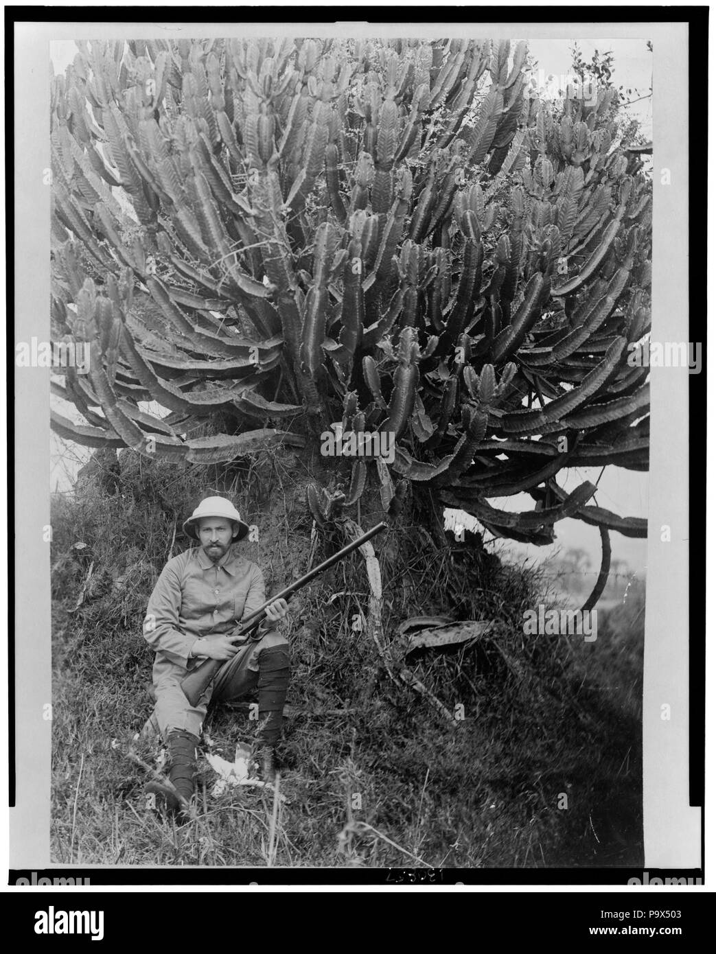 . English: Title: Africa, rubber tree Abstract: A man, possibly Homer L. Shantz, full-length portrait, holding a rifle, seated on the ground in front of a large rubber plant. Physical description: 1 photographic print. Notes: Forms part of: Frank and Frances Carpenter Collection (Library of Congress). between 1915 and 1923 103 Africa, rubber tree LCCN2002706887 Stock Photo