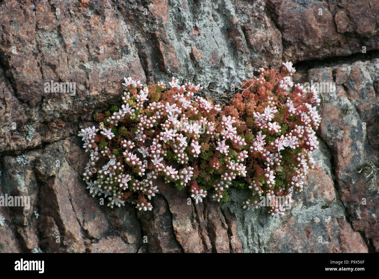 English Stonecrop (Sedum anglicum), on sea cliff Stock Photo