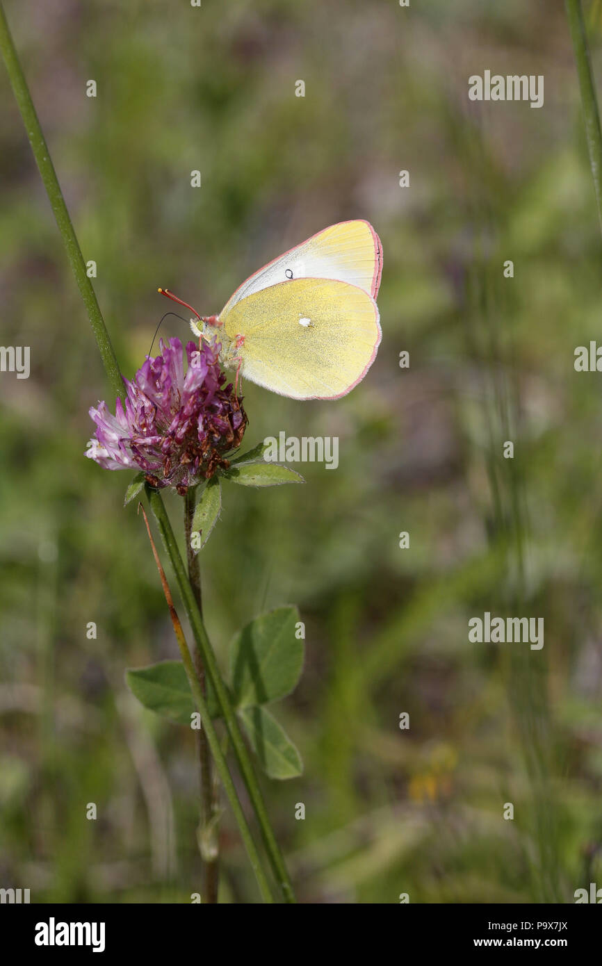 Moorland Clouded Yellow, Colias palaeno Stock Photo