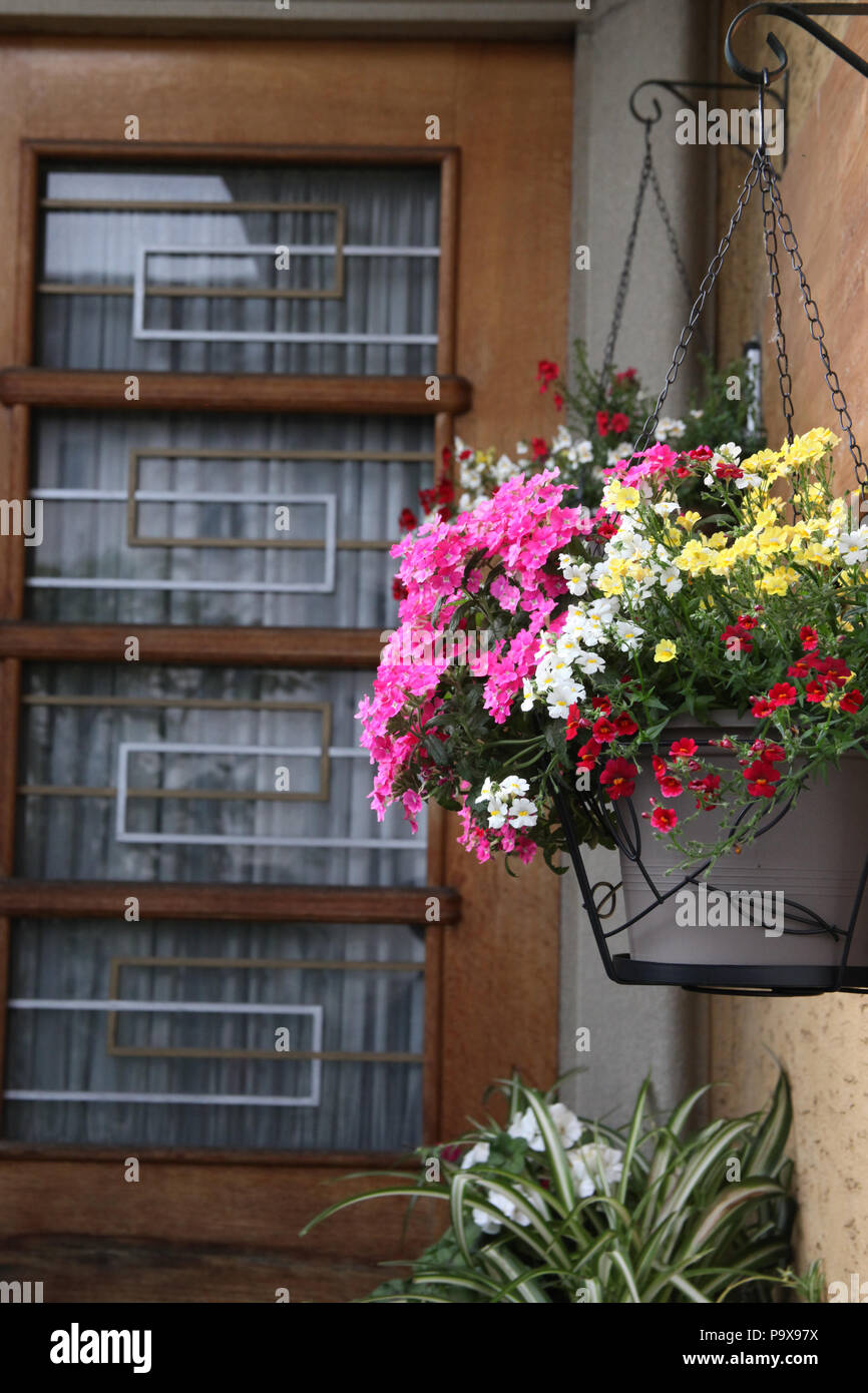 Hanging basket flowers hi-res stock photography and images - Alamy