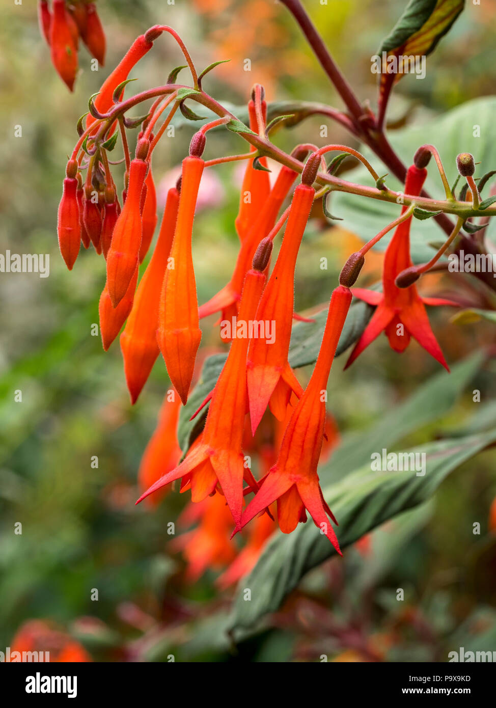 Tubular red flowers of the half-hardy, dark foliaged greenhouse ofr bedding shrub, Fuchsia triphylla 'Mary' Stock Photo