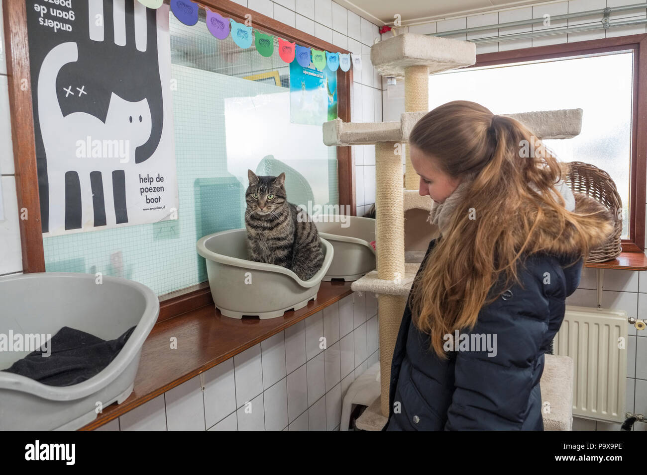 Cat in De Poezenboot, The Catboat, a barge which serves as a cat shelter in Amsterdam, Netherlands, Holland, Europe Stock Photo