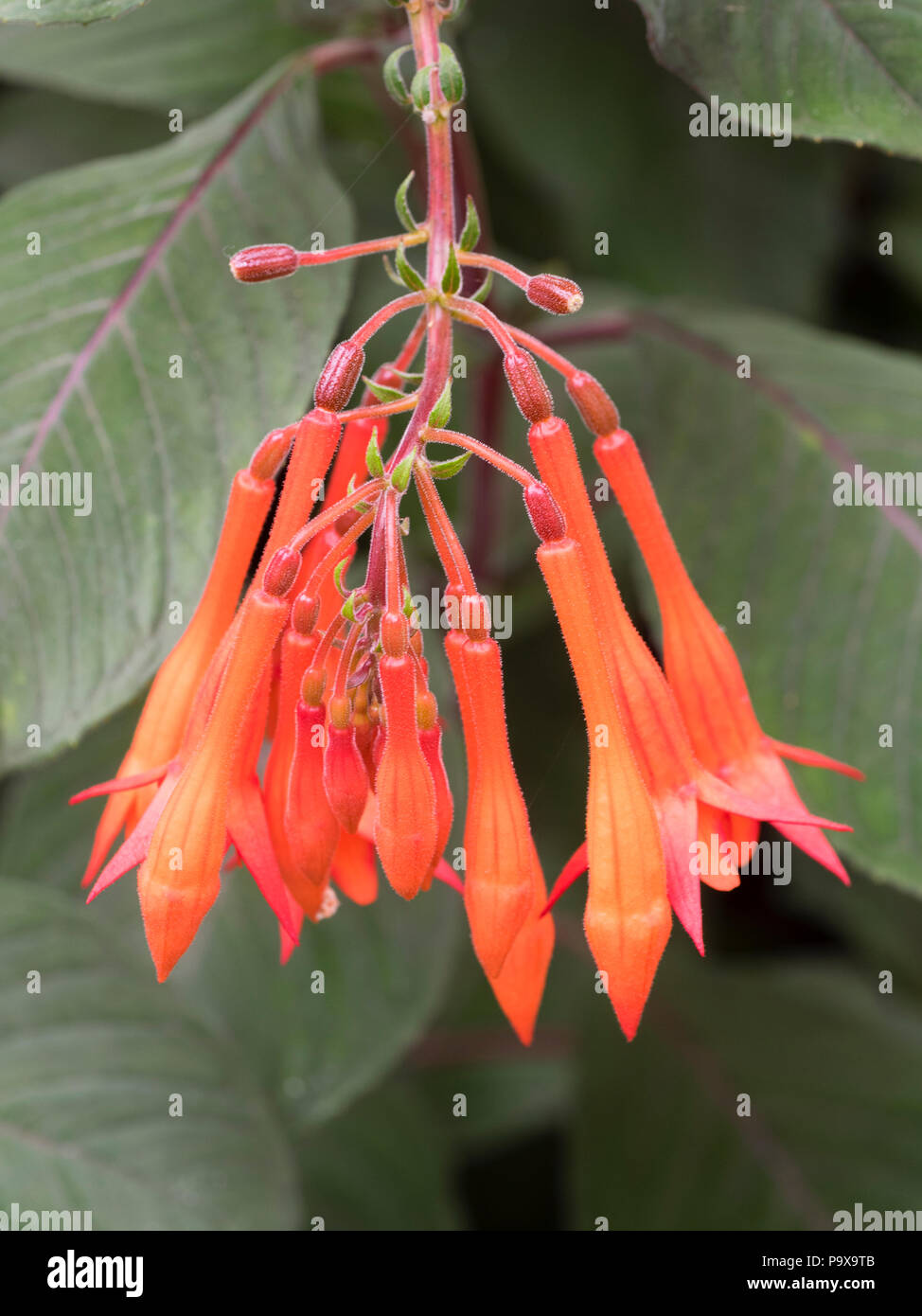 Tubular red flowers of the half-hardy, dark foliaged greenhouse ofr bedding shrub, Fuchsia triphylla 'Mary' Stock Photo