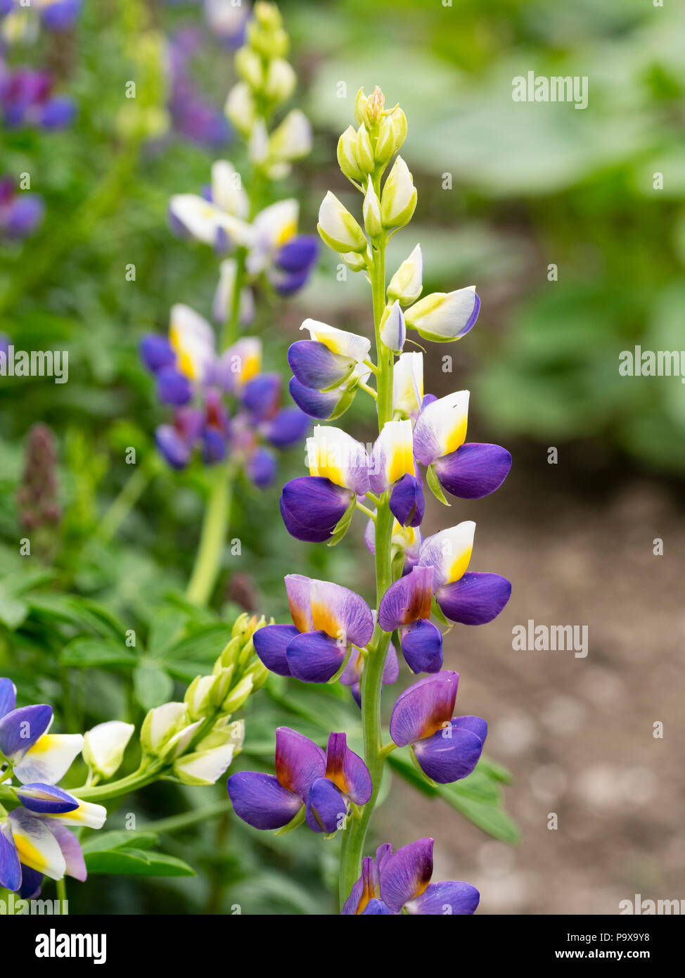 Upright spikes carry yellow, white and blue flowers of the hardy annual lupin, Lupinus 'Sunrise' Stock Photo