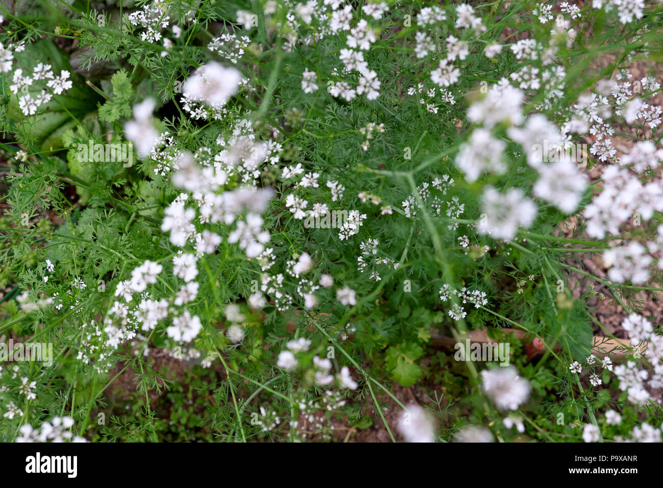 Coriander plant hires stock photography and images Alamy