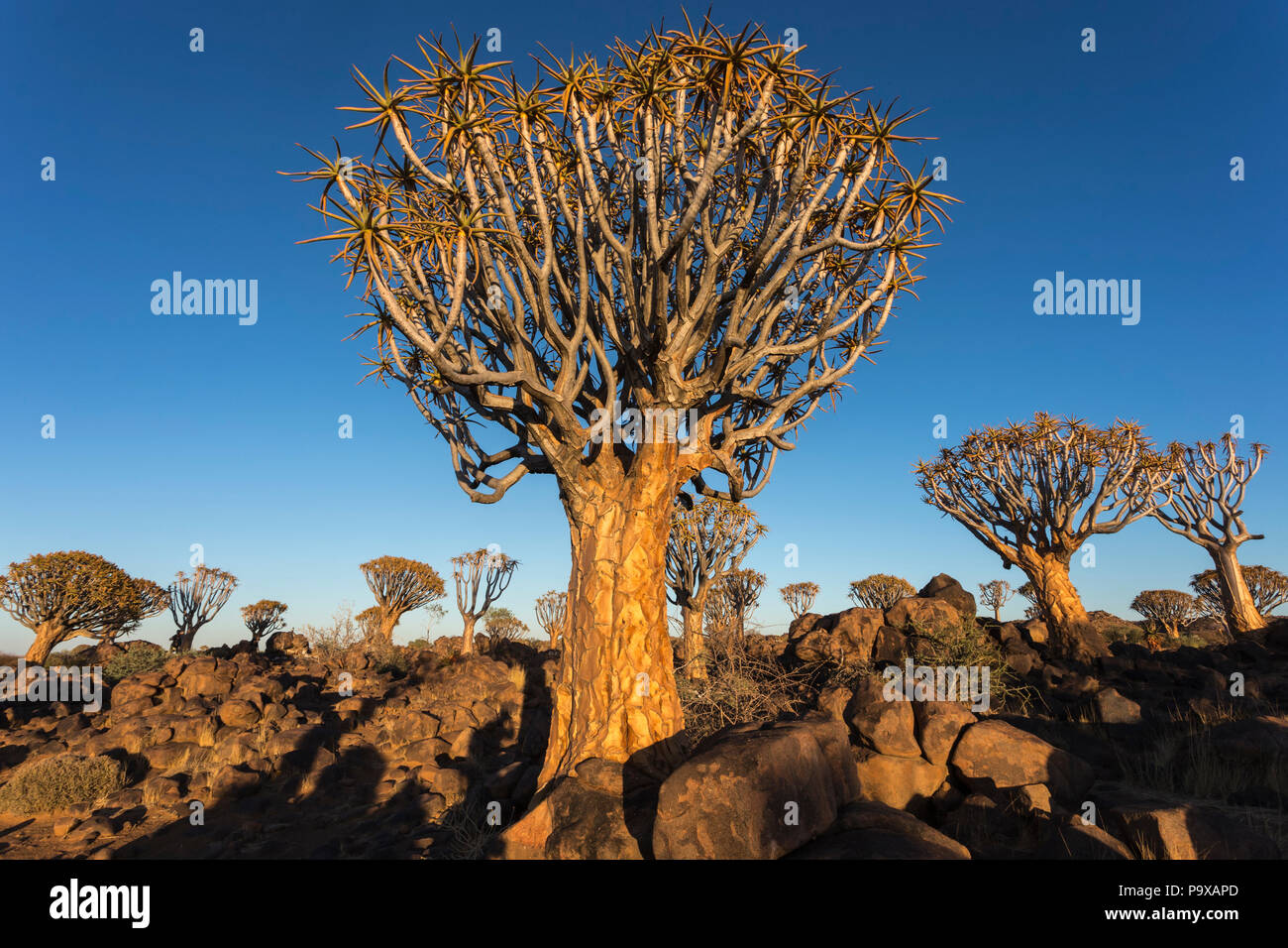 quiver tree forest keetmanshoop quiver tree forest keetmanshoop