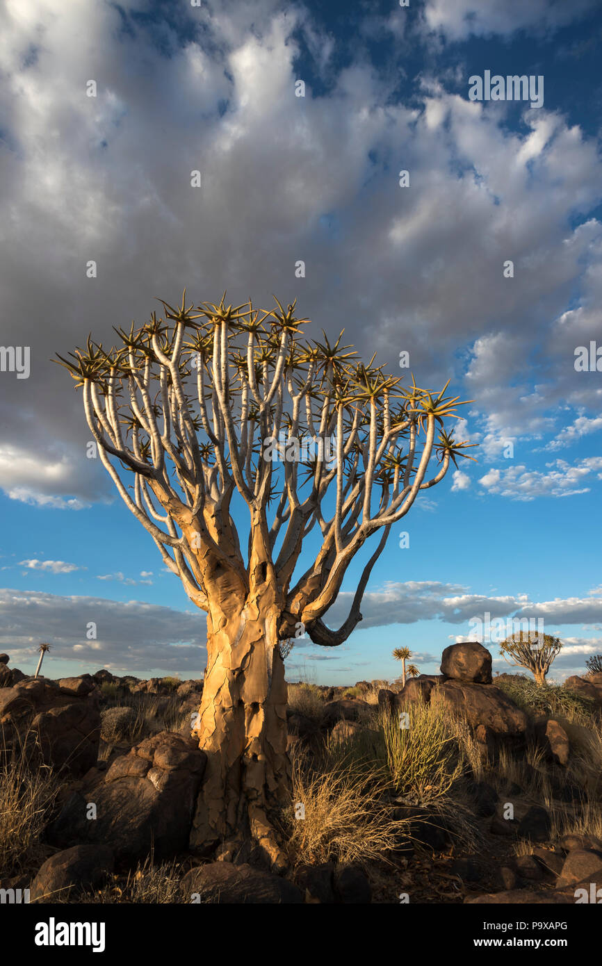 Quiver trees (kokerboom) (Aloidendron dichotomum, formerly Aloe dichotoma), Quiver Tree Forest, Keetmanshoop, Namibia, Stock Photo