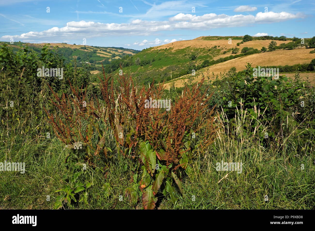 Parched brown hills fields and blue sky in July 2018 summer heatwave on farming land in Carmarthenshire, Wales UK Great Britain KATHY DEWITT Stock Photo