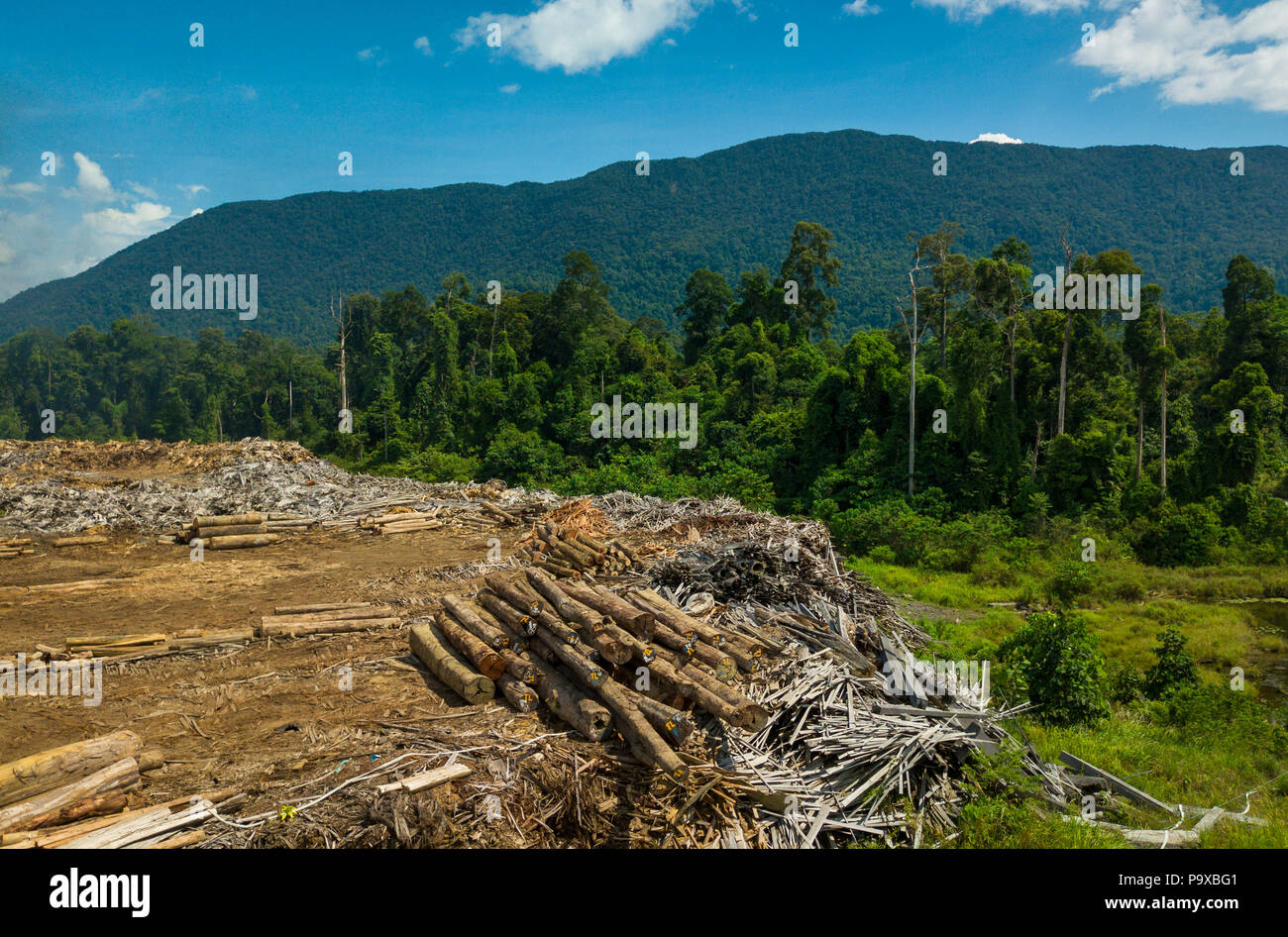 Logs and timber at a commercial timber yard near Tongod in Sabah, Malaysia, (Borneo), with rainforest and mountains in the background. Stock Photo