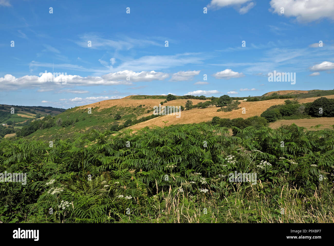 Parched brown hills and fields in July 2018 heatwave on farming land in