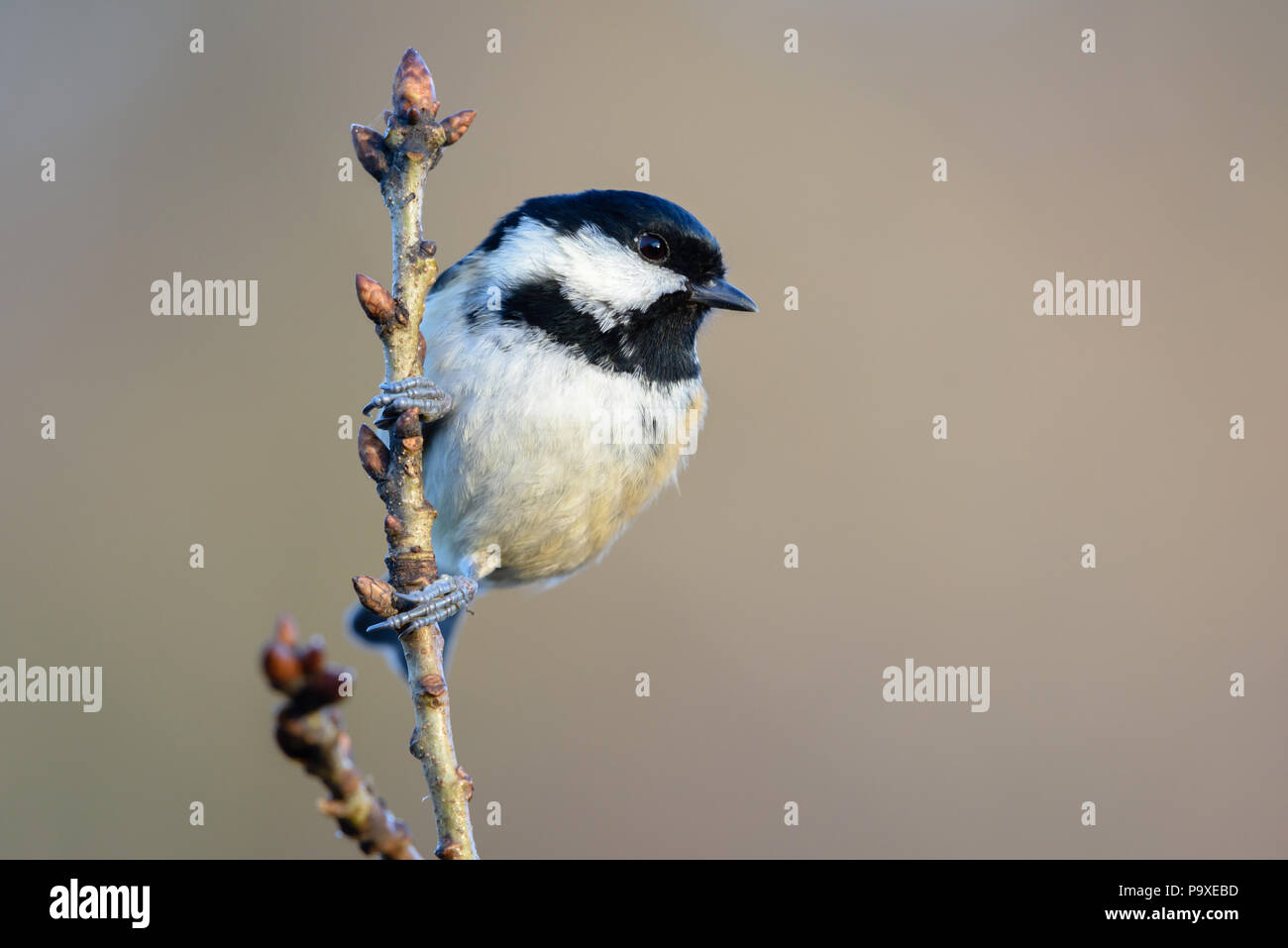 Tit poses in northern England. Cumbria Stock Photo - Alamy