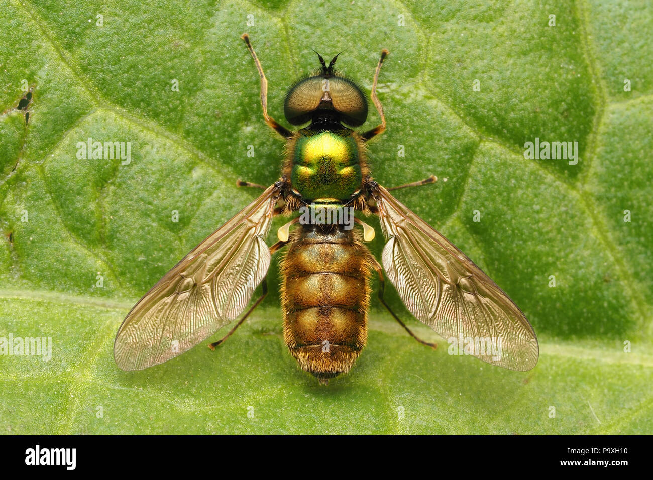 Chloromyia formosa soldier fly male dorsal view of specimen on dock leaf. Tipperary, Ireland Stock Photo