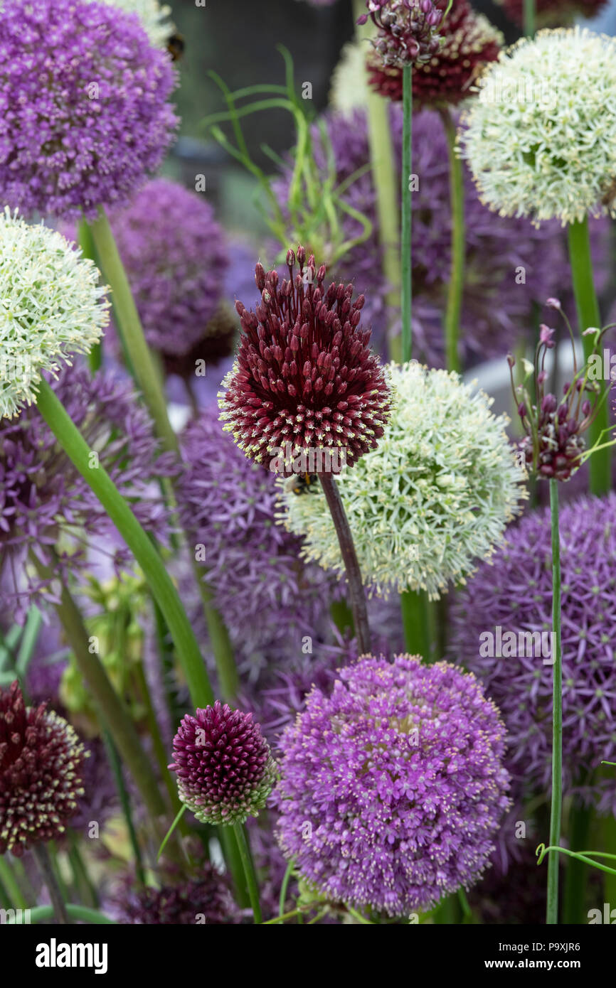 Allium flower varieties on display in a basket at a flower show. UK Stock Photo