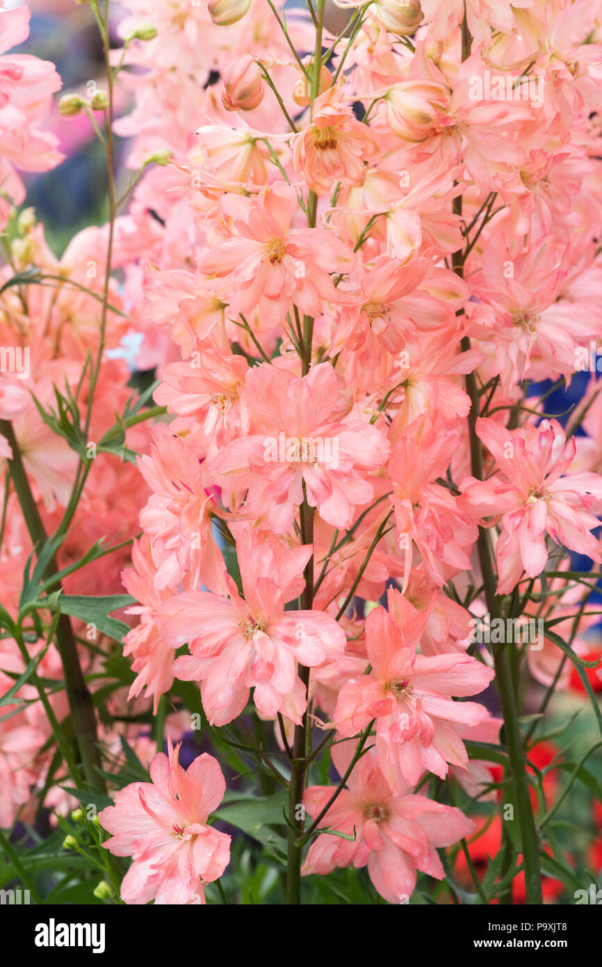 Delphinium ‘Princess Caroline’ on a display at a flower show. UK Stock Photo