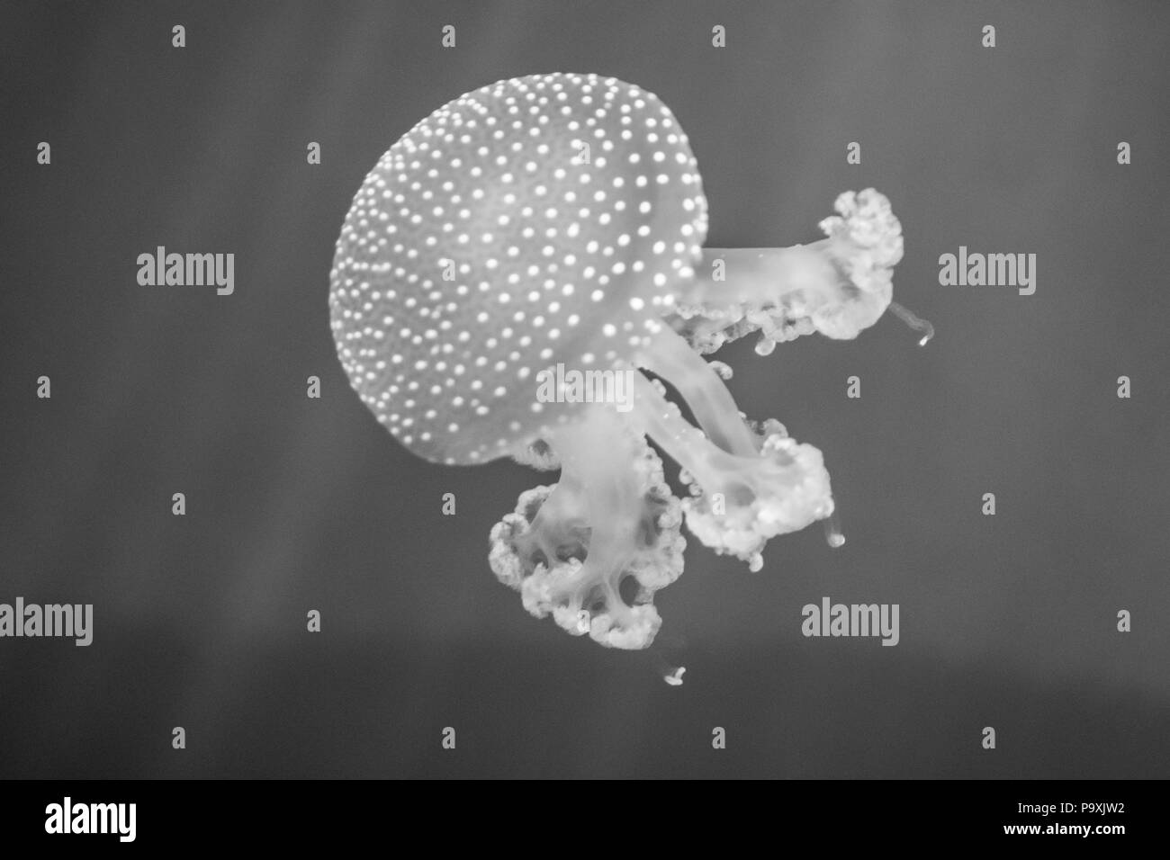 jellyfish in aquarium Stock Photo Alamy