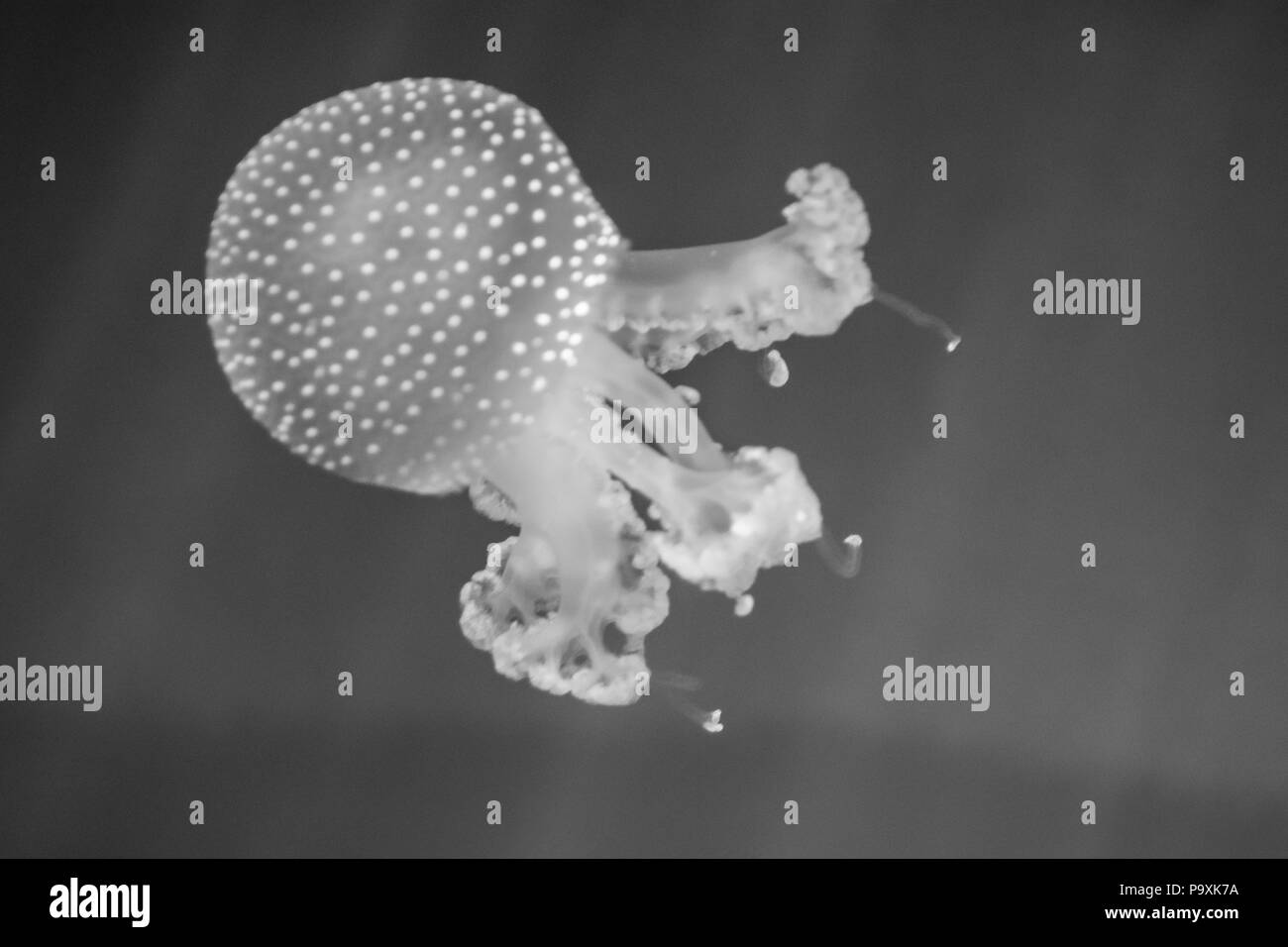Jellyfish rhizostoma pulmo Black and White Stock Photos & Images Alamy