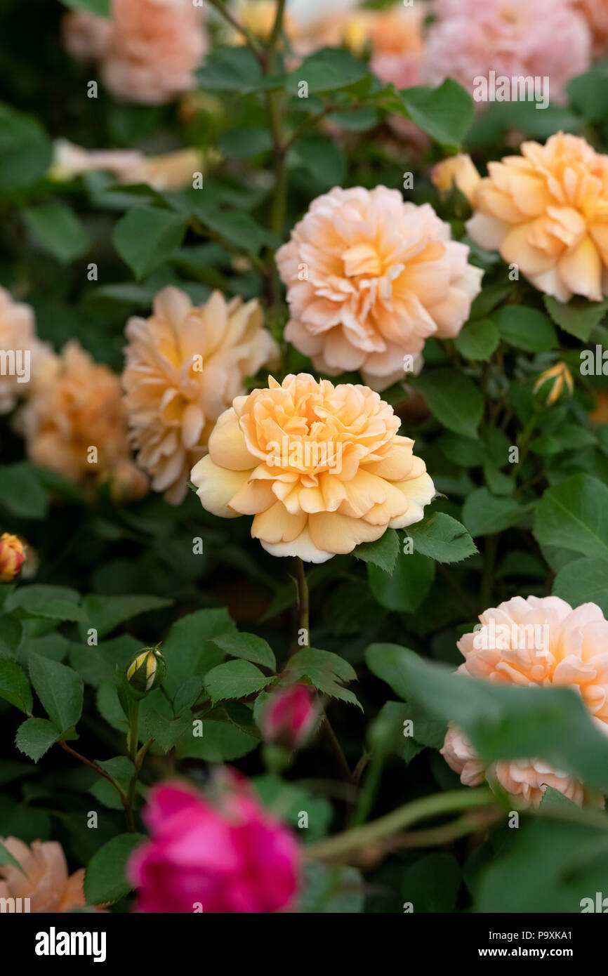 Rosa 'Dame judi dench'. English Shrub Rose Stock Photo - Alamy