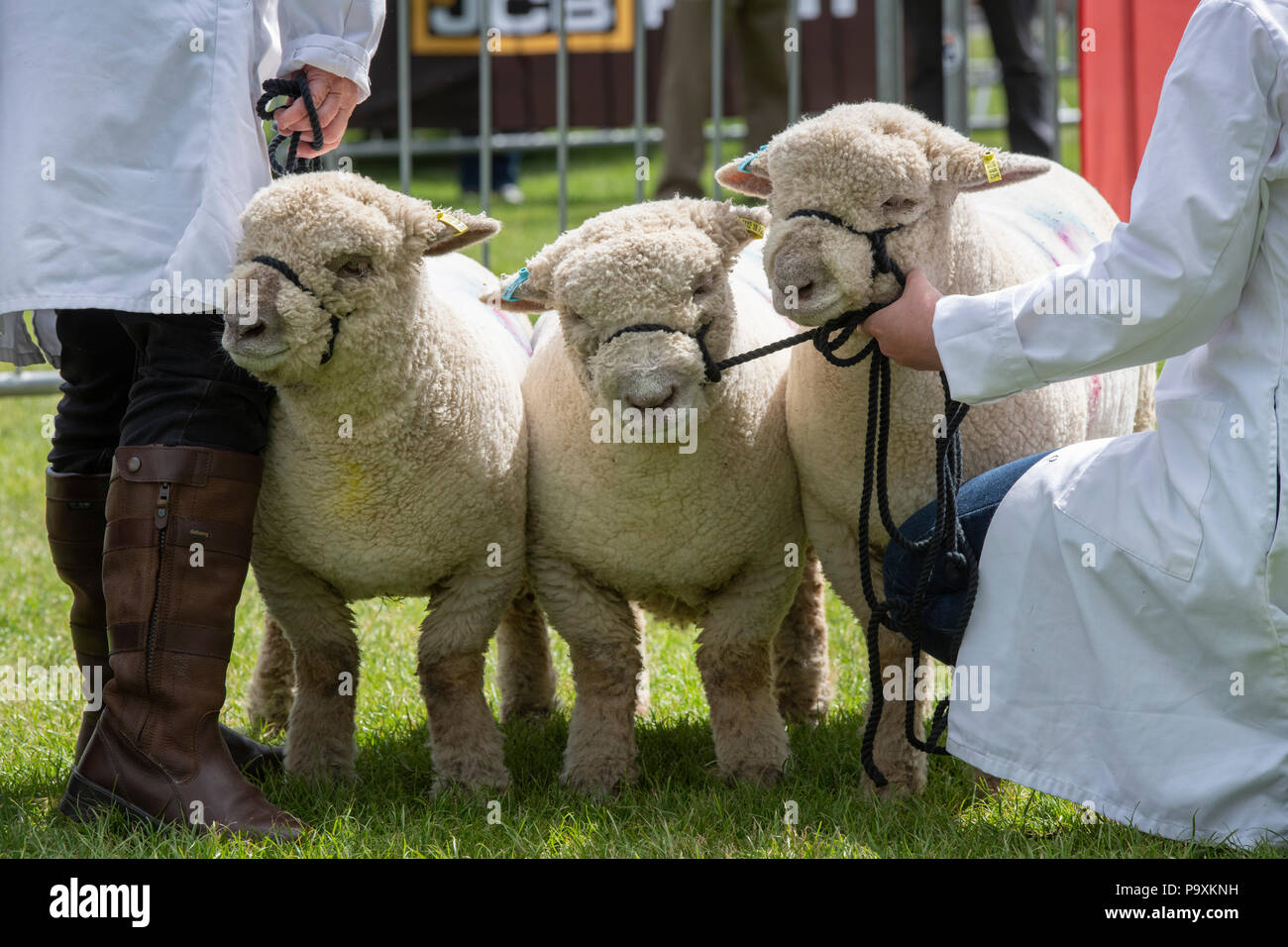 Ovis aries. Southdown sheep on show at an Agricultural show. UK Stock Photo