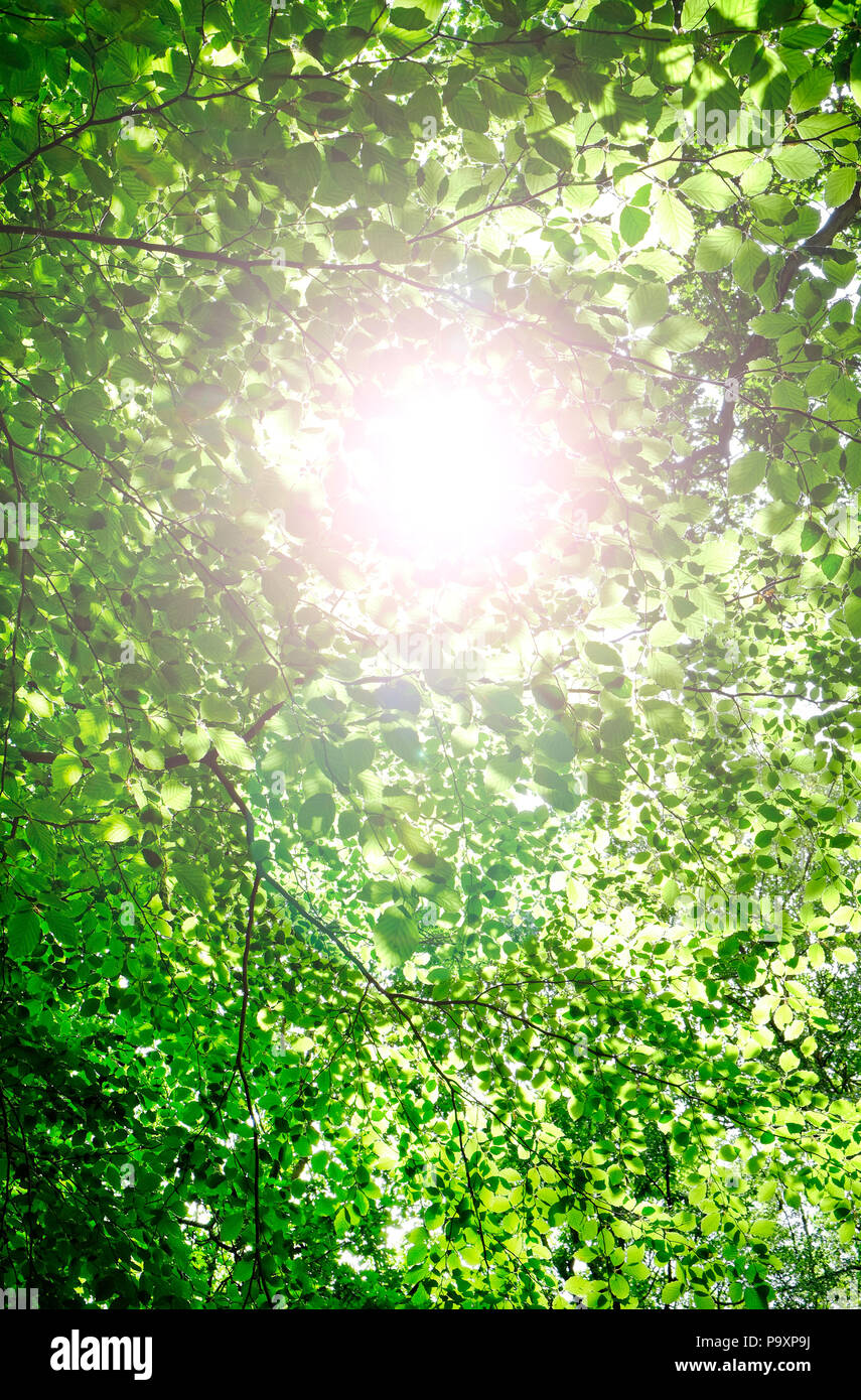 sunlight shining through green tree leaves in woodland setting, norfolk, england Stock Photo