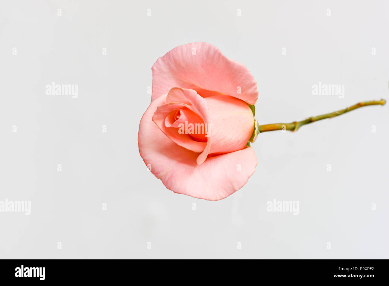 A delicate single pink rose. Stock Photo