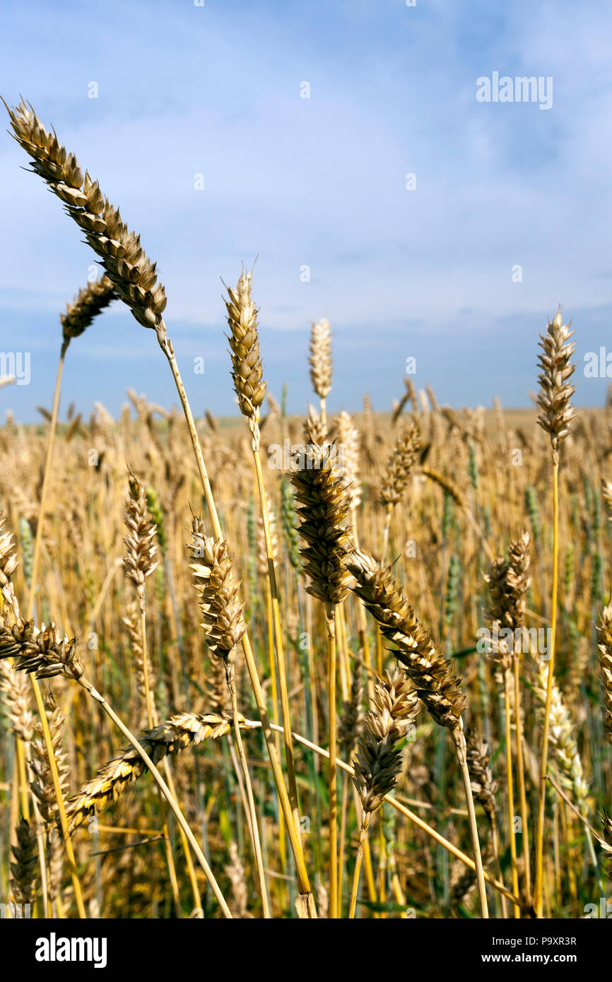 yellow and green ears of wheat in the summer, black spots appeared on the ears, against the blue sky Stock Photo