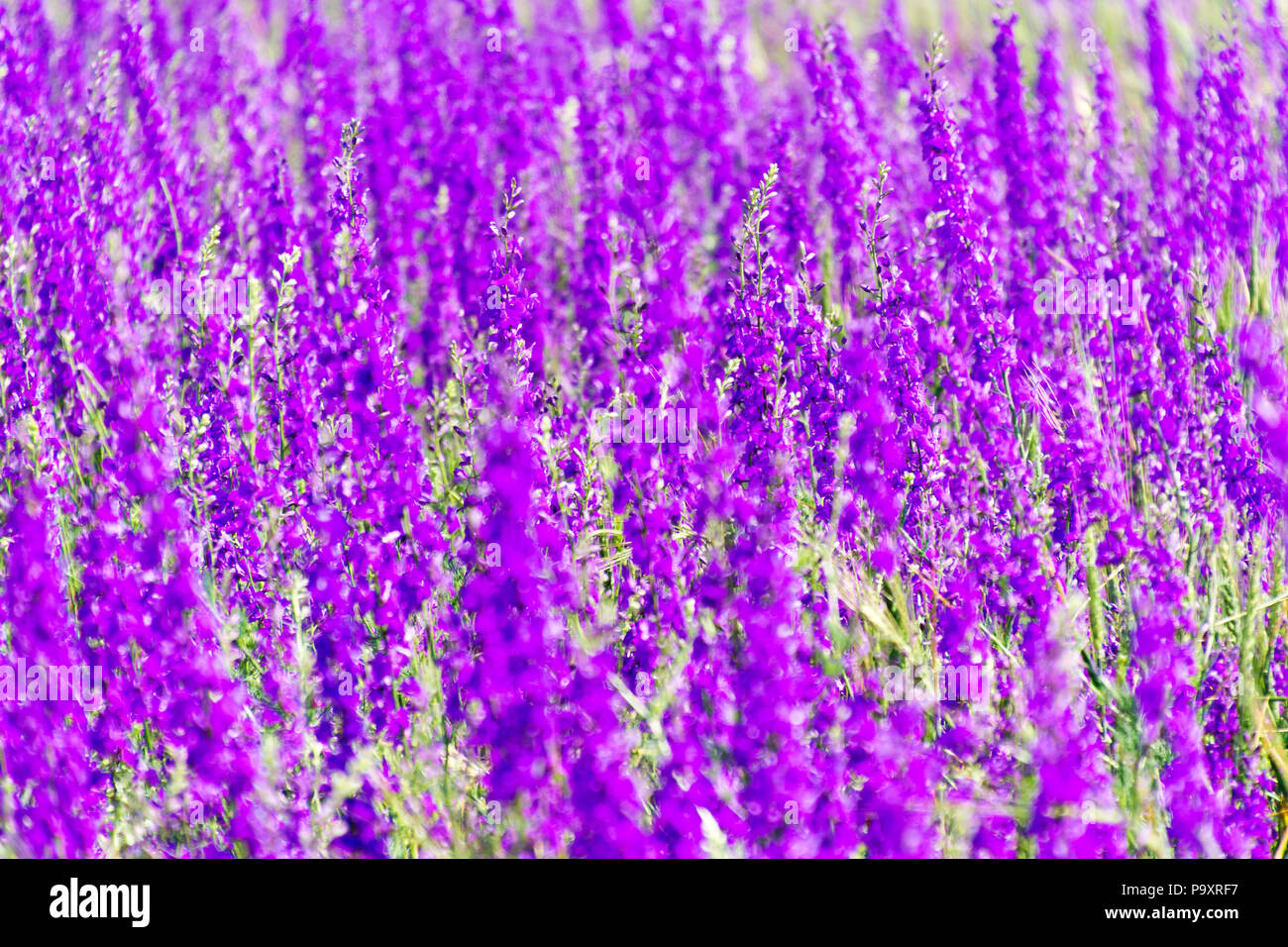 purple background with small flowers. Selective focus Stock Photo