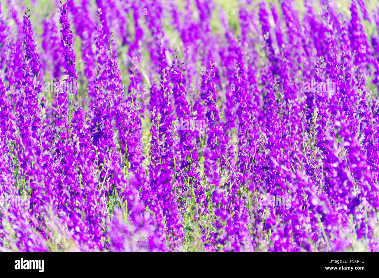 Purple spring -summer background with small flowers. Soft focus Stock Photo