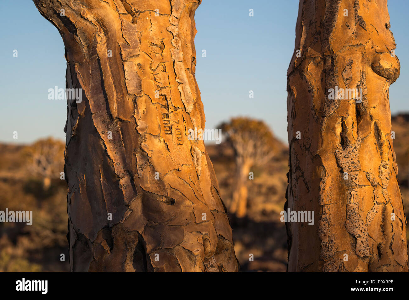 Graffiti on quiver trees (kokerboom) (Aloidendron dichotomum, formerly Aloe dichotoma), Quiver Tree Forest, Keetmanshoop, Namibia, Stock Photo