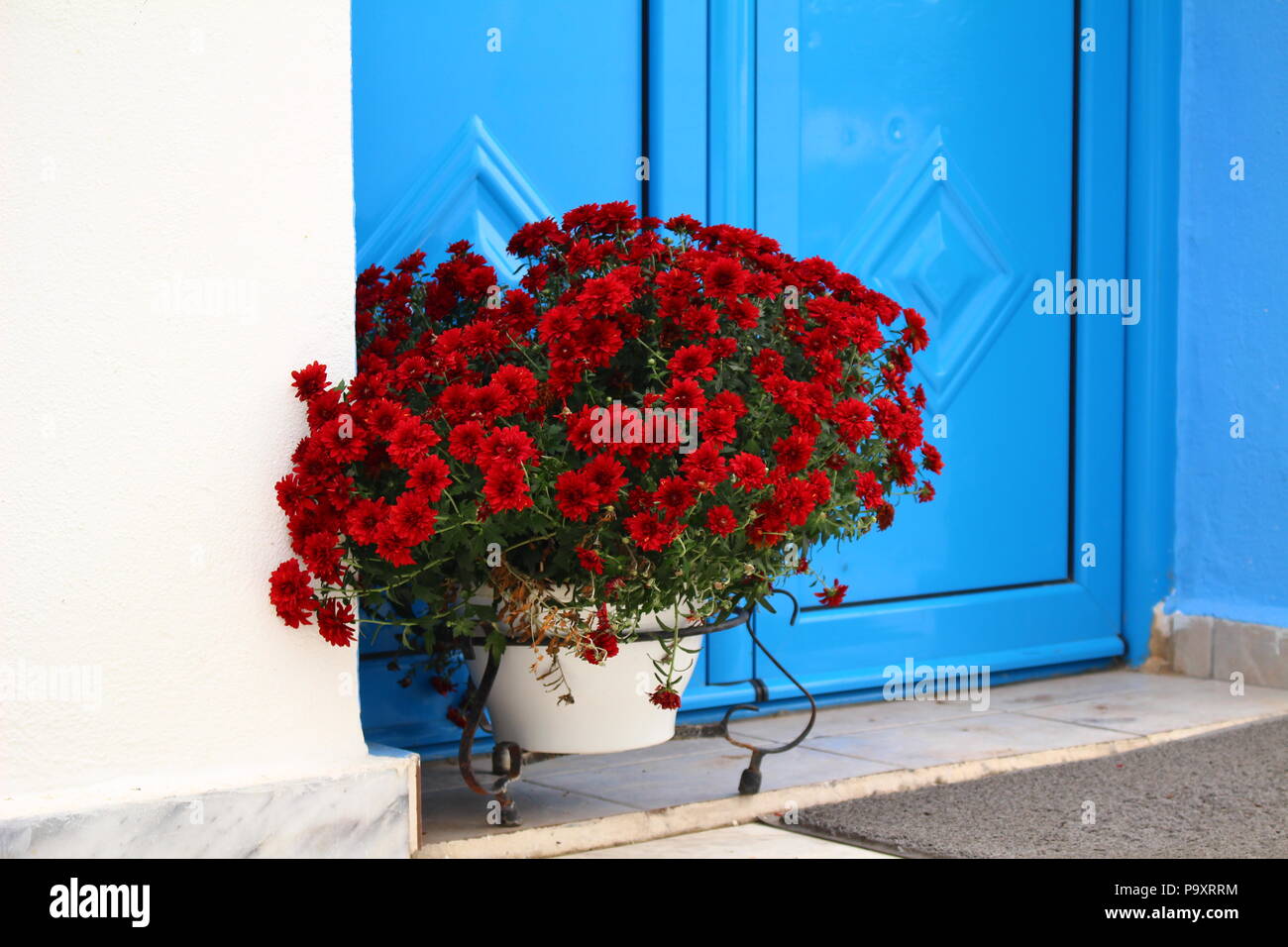 White pot with red flowers in front of a blue door Stock Photo