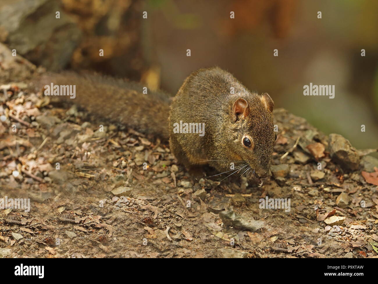 Pallas's Squirrel (Callosciurus erythraeus) adult feeding on the ground  Dasyueshan National Forest, Taiwan               April Stock Photo