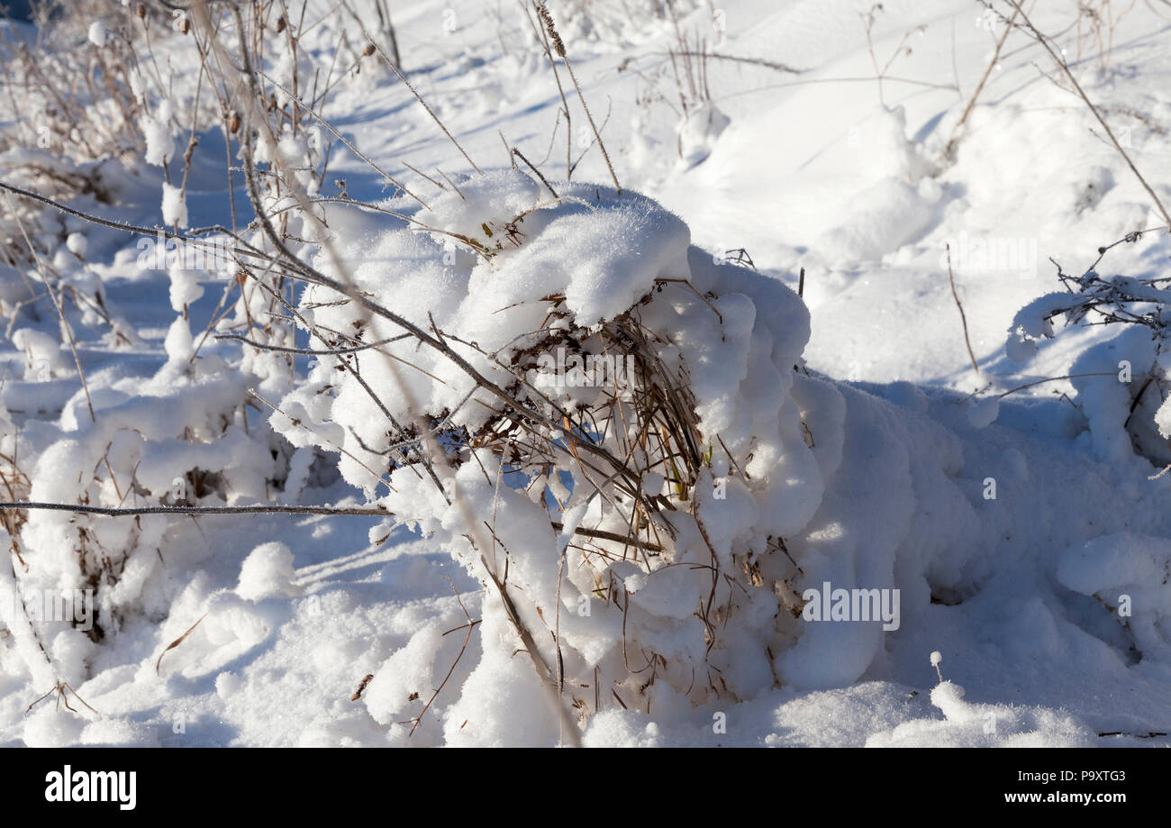 snow-covered dry weeds and grass on the field in the winter season, sunny but cold weather Stock Photo