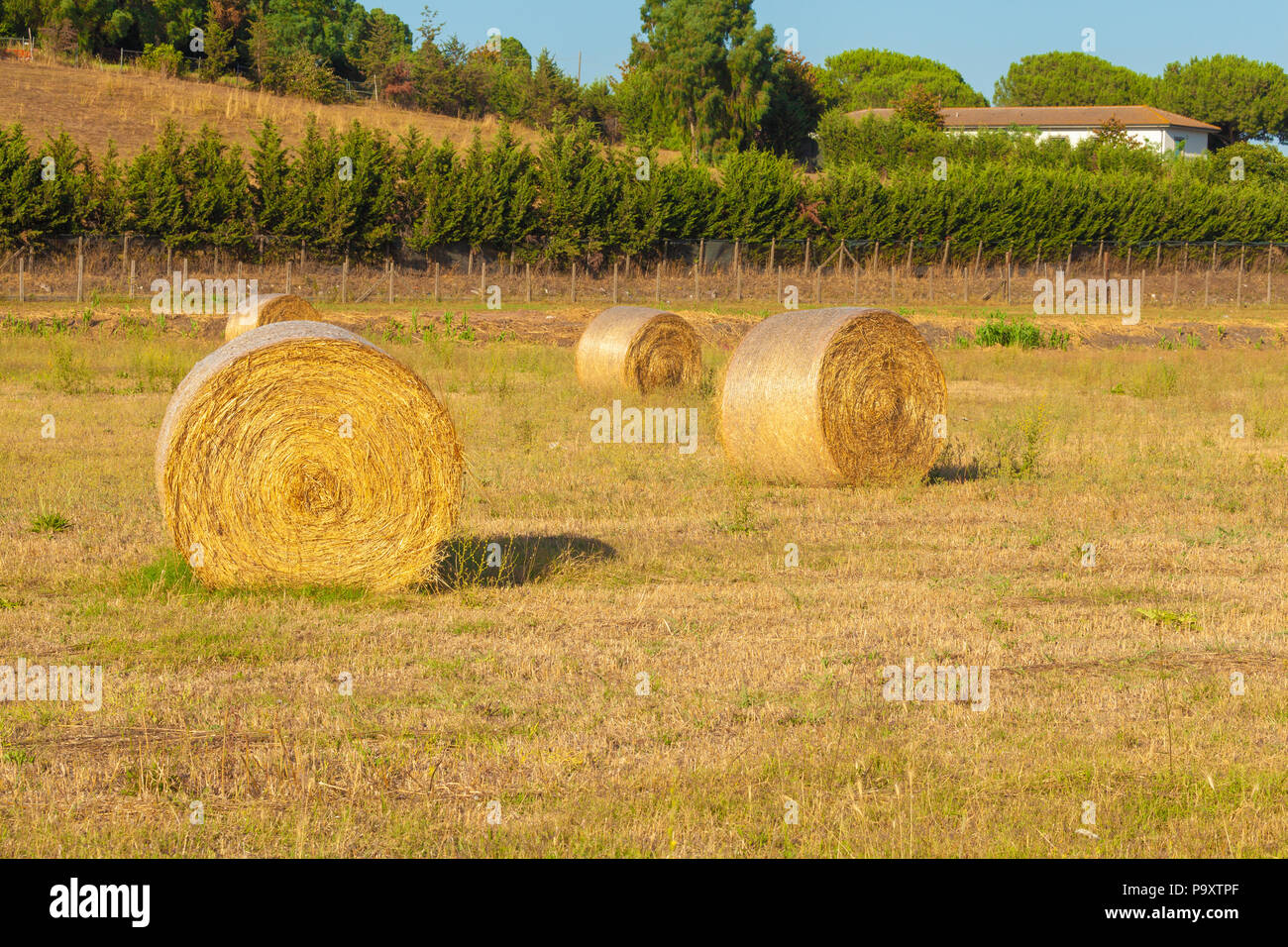 Hay bales rural landscape scene in summer - agriculture, open air Stock ...