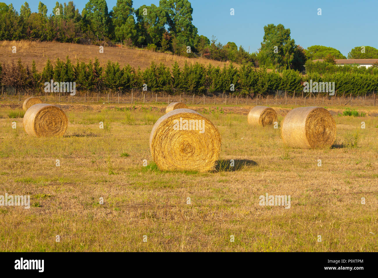 Hay bales rural landscape scene in summer - agriculture, open air Stock ...
