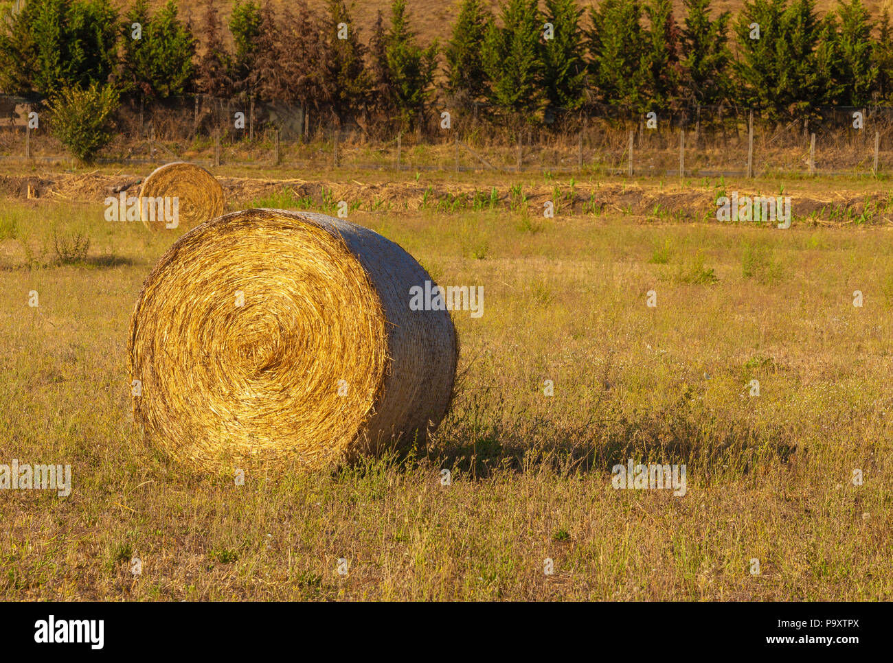 Close up of Hay bales, rural scene in summer - agriculture, open air ...