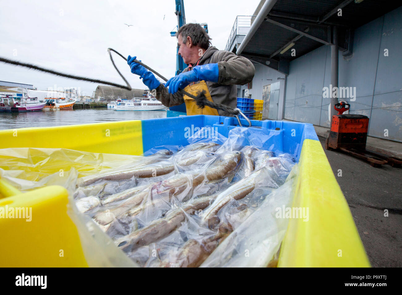 Fish Net Trawler Catch High Resolution Stock Photography and Images - Alamy