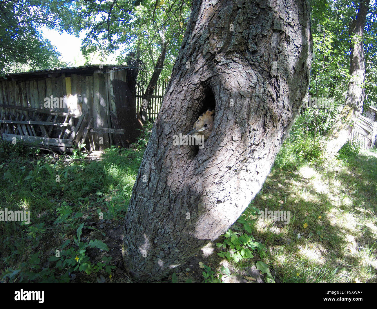 The nest of the Hoopoe in nature. Russia, the Ryazan region (Ryazanskaya oblast), the Pronsky District, Denisovo. Stock Photo