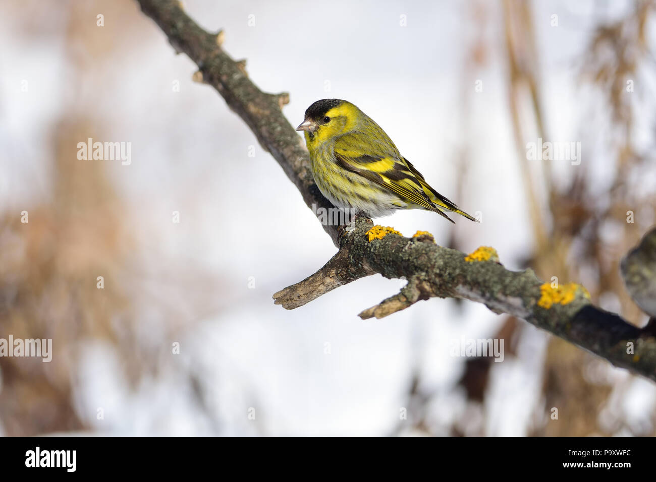 Eurasian siskin (Spinus spinus) sits a branch covered with bright lichen. Stock Photo