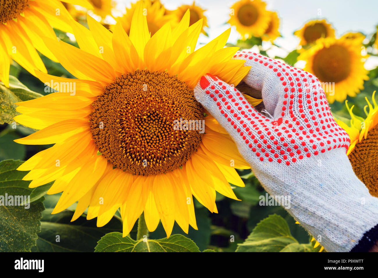 Sunflower crop protection, farmer examining flower head in cultivated field Stock Photo