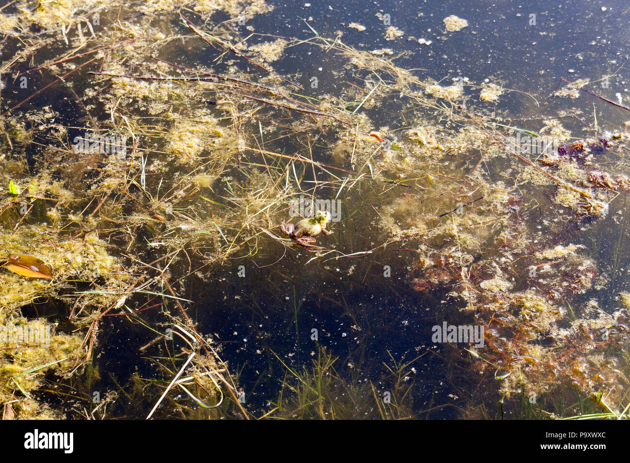 wildlife, a green frog in camouflage hid in dirty swamp water, closeup in the spring Stock Photo