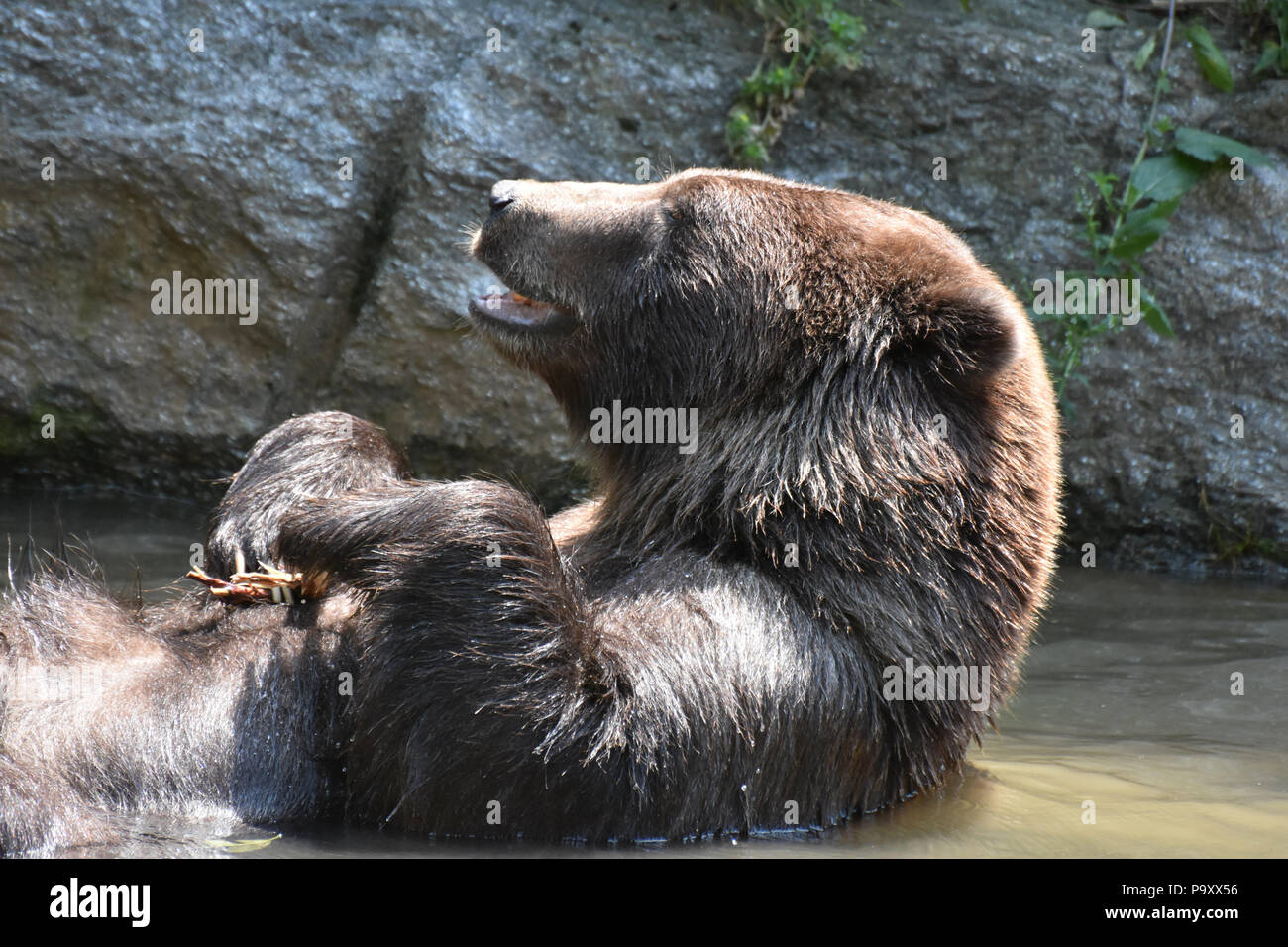 Wild silvertip grizzly bathing with its mouth open Stock Photo - Alamy