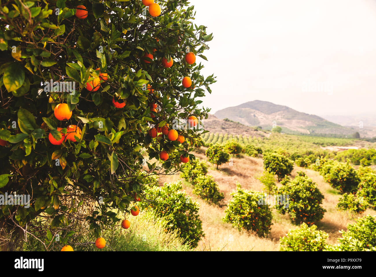 Orange orchards Stock Photo Alamy