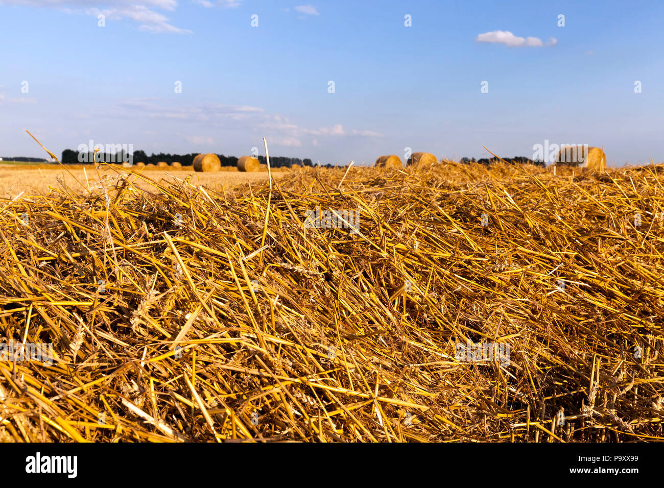 a real rural landscape with straw and cylindrical stacks of straw after ...