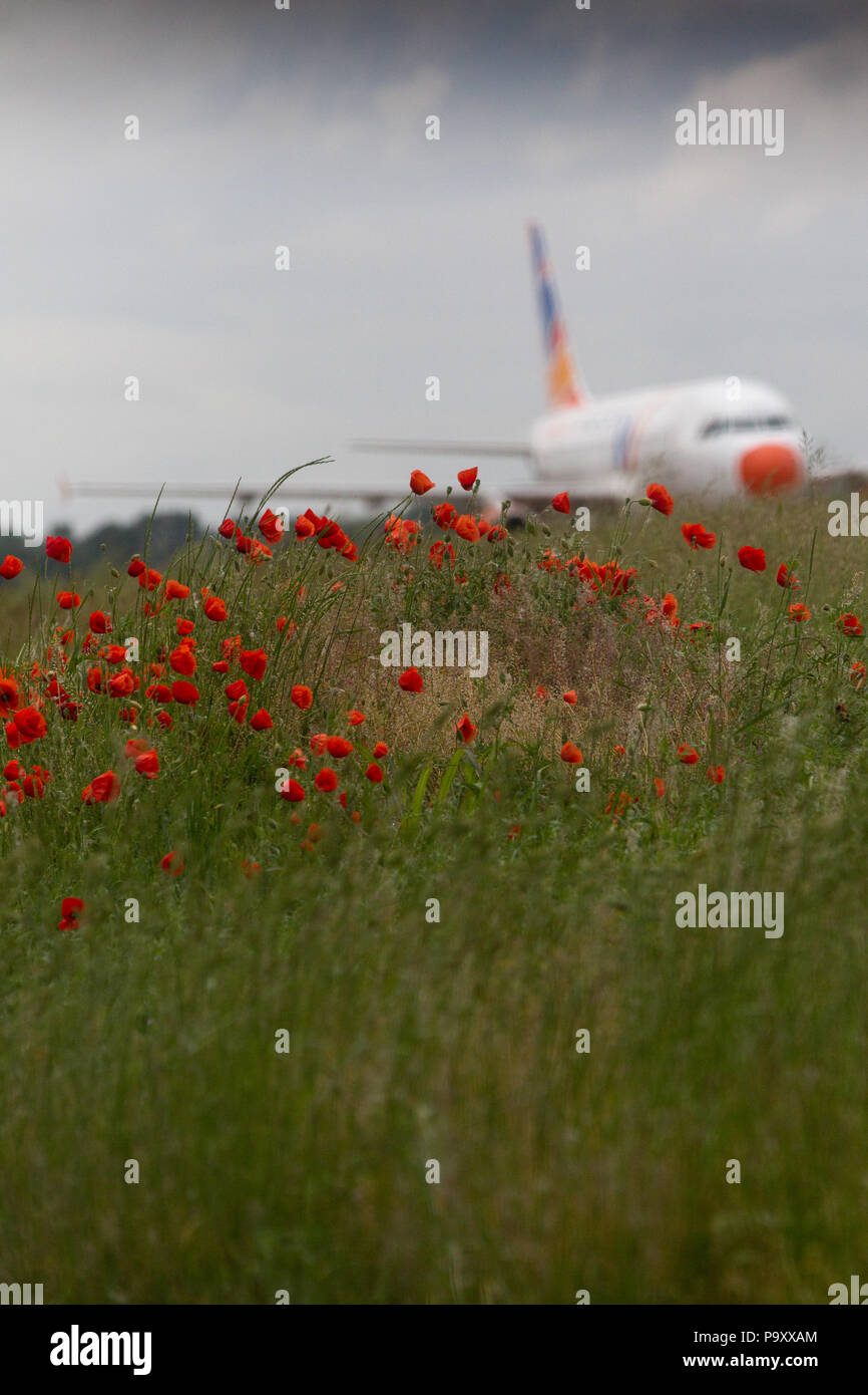 A poppy field on the edge of Milan-Linate Airport, Italy. Stock Photo