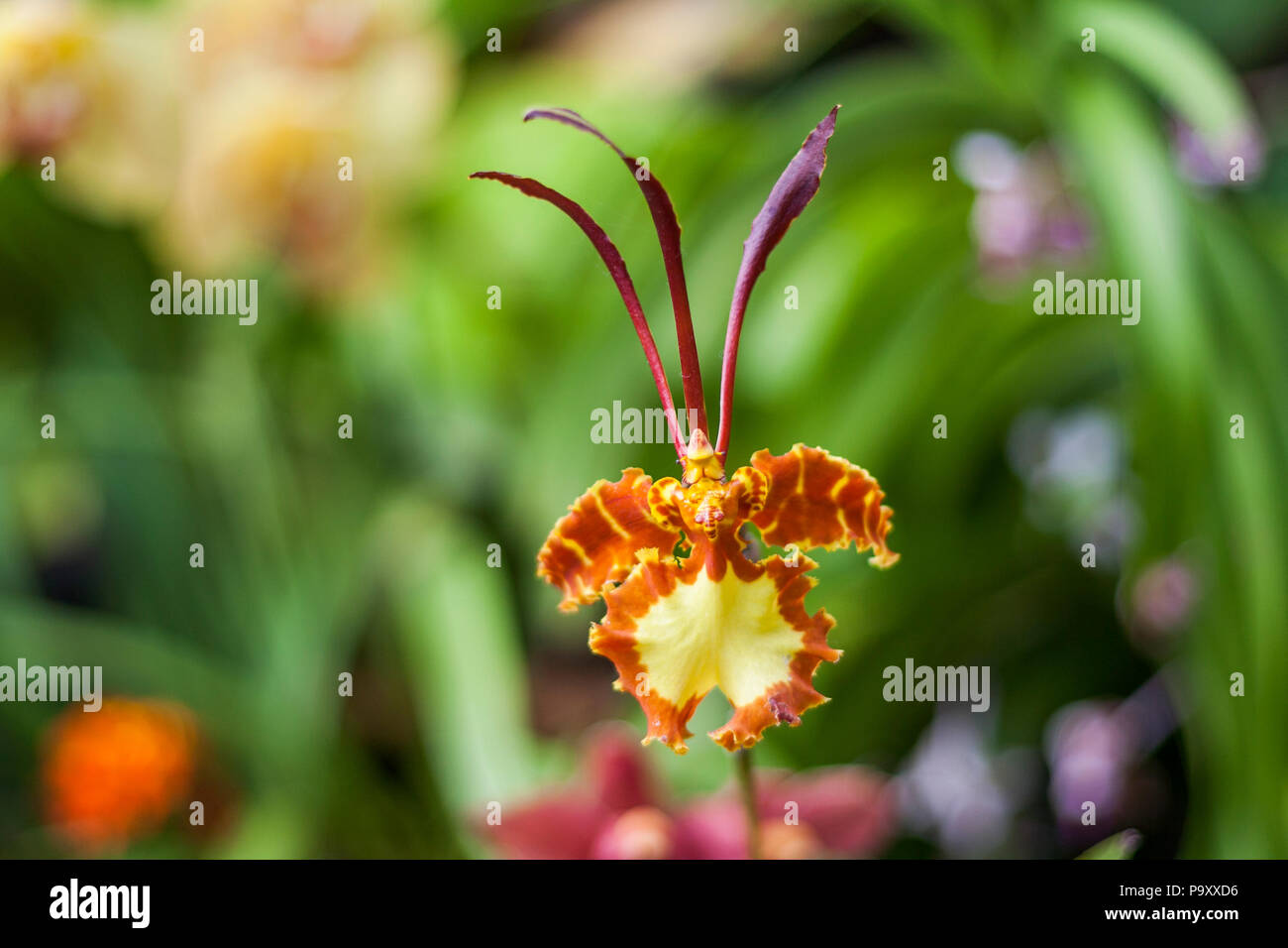 Psychopsis Orchid. Stock Photo