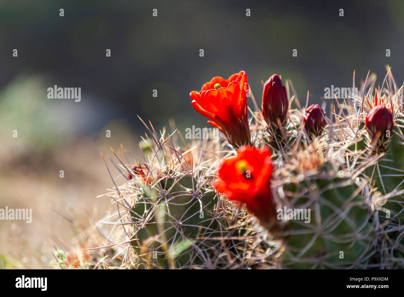 Red cactus flower in Joshua Tree National Park. Stock Photo