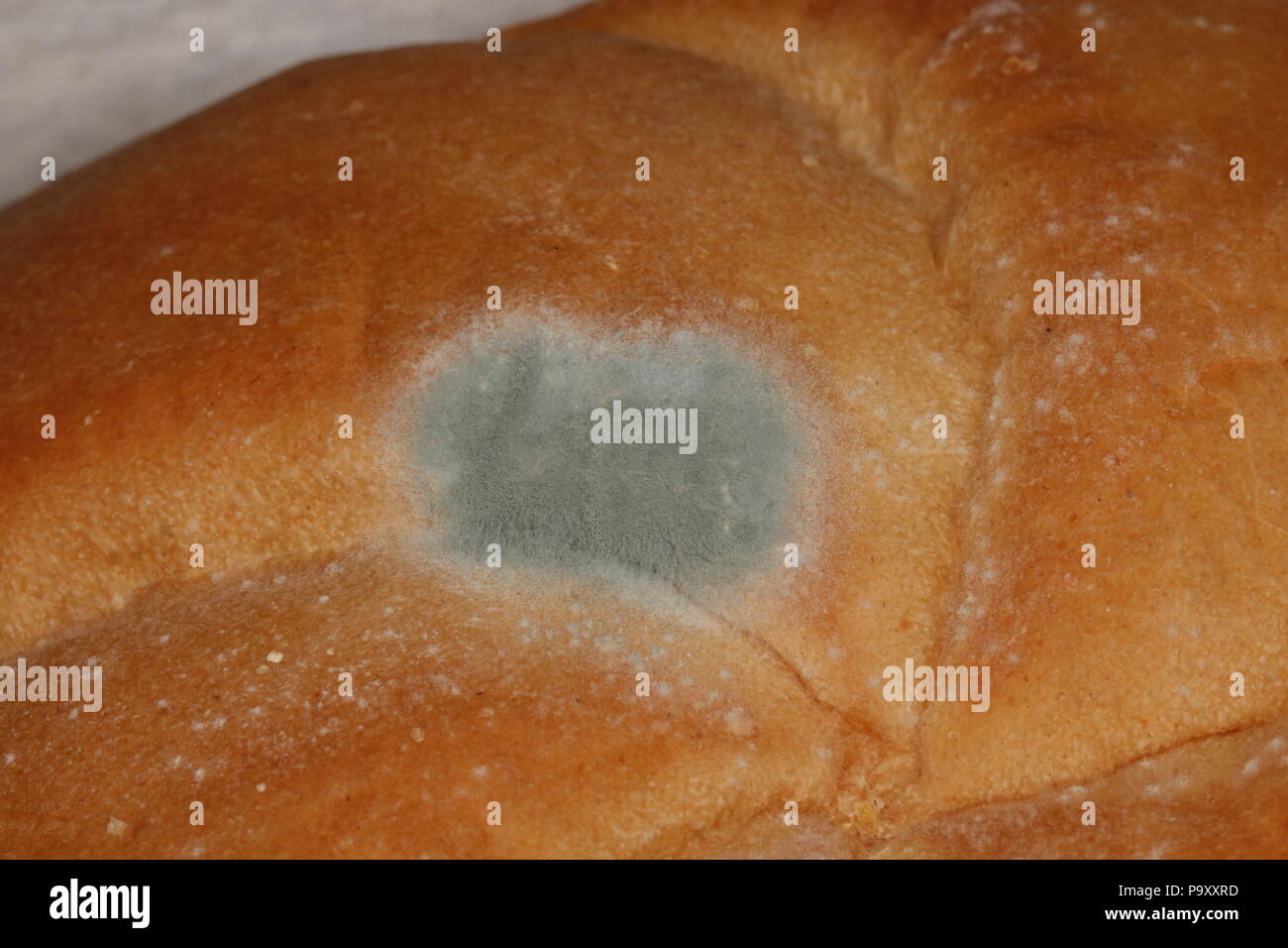 Fungal Decay Stock Photos & Fungal Decay Stock Images Alamy