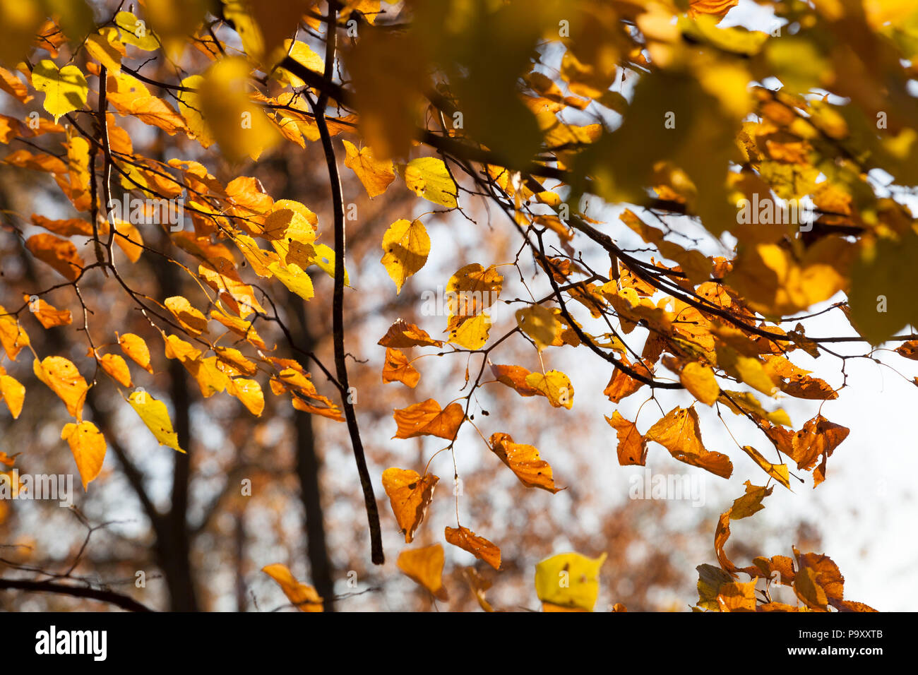 yellow linden leaves in an autumn park, photo close-up in warm sunny ...